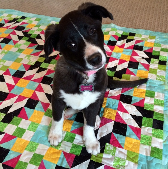 Pepper Sits on a Grand Illusion Mystery Quilt